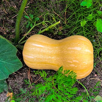 Flaskegresskar Butternut gresskar